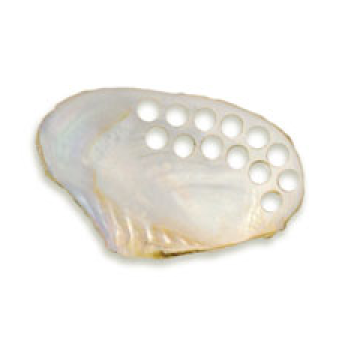 淡水貝のイメージ